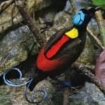 Sample 1 – Wilsons bird of paradise