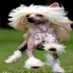 Sample 6 – Chinese crested