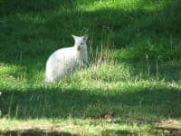 Sample 3 – Wallaby