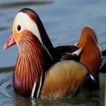Sample 4 – Mandrin duck