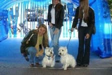 Sample 3 – West highland white terrier