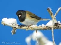 Sample 1 – Junco