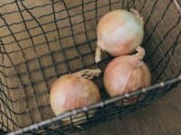 Sample 1 – Onion