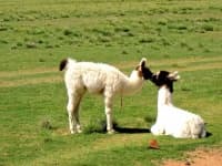 Sample 5 – Alpaca