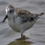 Sample 1 – Spoon biled sandpiper