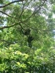 Sample 4 – Howler monkey