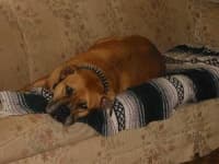 Sample 1 – Bull mastiff