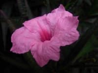 Sample 3 – Mexican petunia