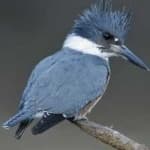 Sample 4 – Belted kingfisher