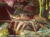 Sample 5 – Spiny lobster