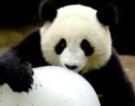Sample 6 – Giant panda