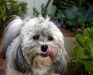 Sample 6 – Havanese