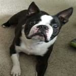 Sample 6 – Boston terrier