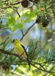 Sample 3 – Goldfinch