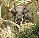 Sample 3 – Tusker