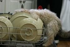 Sample 6 – Dishwasher
