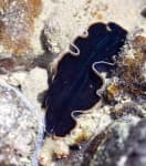 Sample of Flatworm
