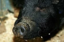 Sample 4 – Wild boar