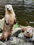 Sample 3 – Otter