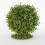 Sample 1 – Bush