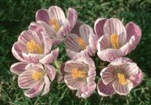 Sample 3 – Spring crocus