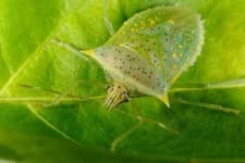 Sample 1 – Moths and butterflies