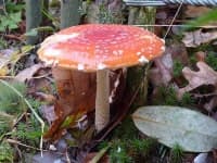 Sample 4 – Agaric