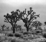 Sample 3 – Joshua tree