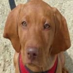 Sample 2 – Vizsla