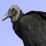Sample 1 – Black vulture