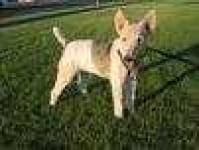 Sample 4 – Wire haired fox terrier