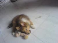 Sample 4 – Shetland sheepdog