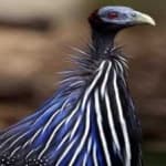 Sample 6 – Vulturine guineafowl