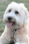 Sample 4 – Wheaten terrier