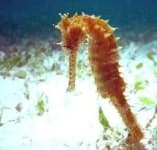 Sample 3 – Sea horse