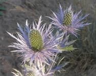 Sample 5 – Alpine sea holly