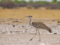 Sample 4 – Bustard