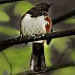 Sample 4 – Eastern towee