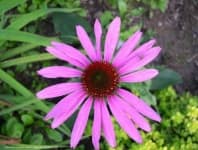 Sample 3 – Purple coneflower
