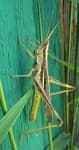 Sample 6 – Grasshopper