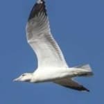 Sample 6 – California gull