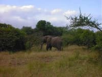 Sample 6 – African elephant