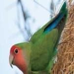 Sample 2 – Rosy faced lovebird