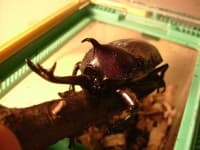 Sample 6 – Rhinoceros beetle