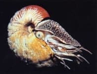 Sample 5 – Chambered nautilus