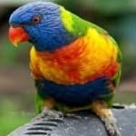 Sample 4 – Rainbow lorikeet