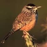 Sample 6 – Cactus wren