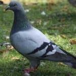 Sample 4 – Rock dove