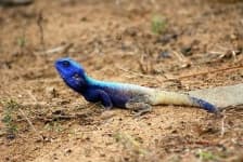 Sample 4 – Agama