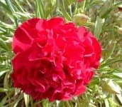 Sample 1 – Carnation